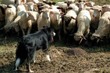 shepherd dog (border collie) and sheeps