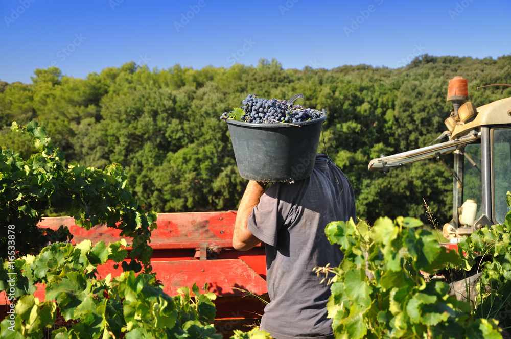 Naklejka premium Vendanges à la main