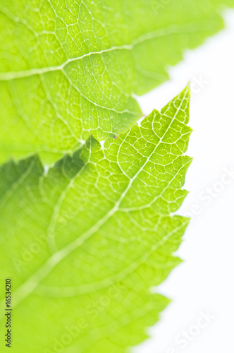 Spiraea x bumolda, leaves, macro