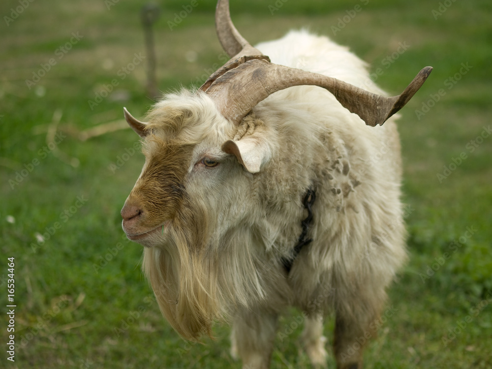 Fototapeta premium goat, animal,