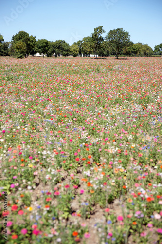 Wallpaper Mural Tapis de fleurs Torontodigital.ca