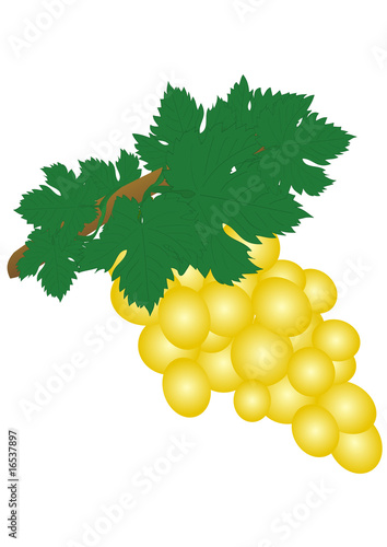 Uva gialla
