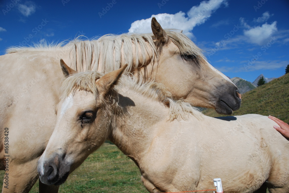 Obraz premium Cavalli