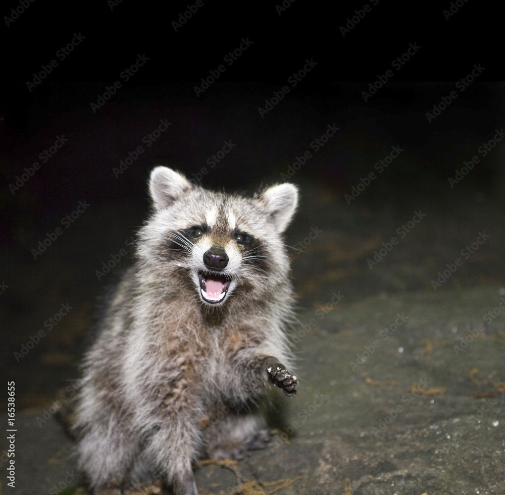 Raccoon