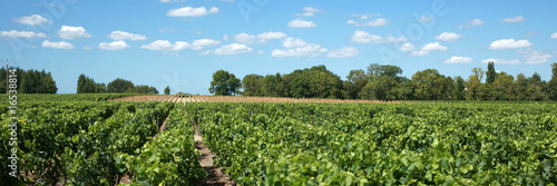 Tableau sur toile Vignoble