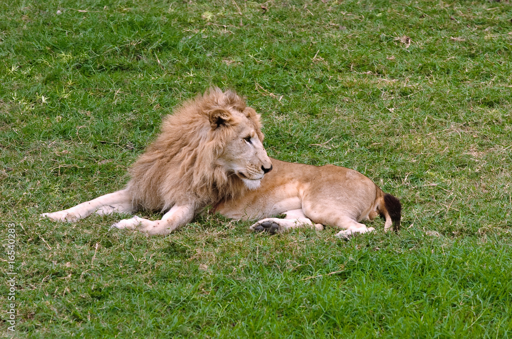 Lion Lion