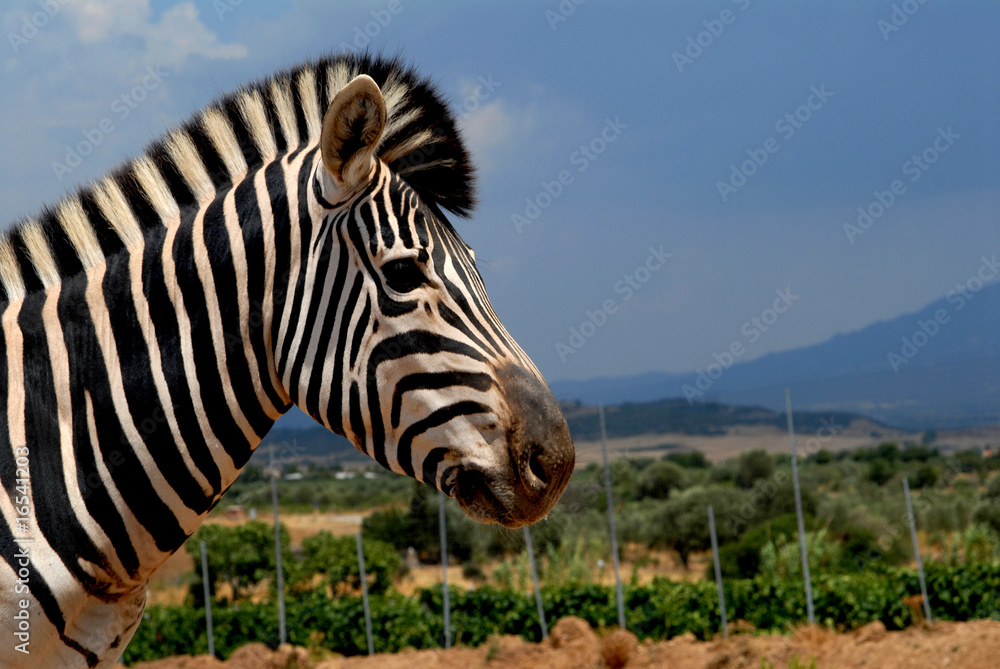 Naklejka premium zebra