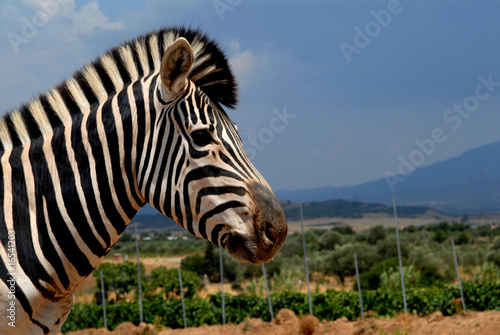 zebra