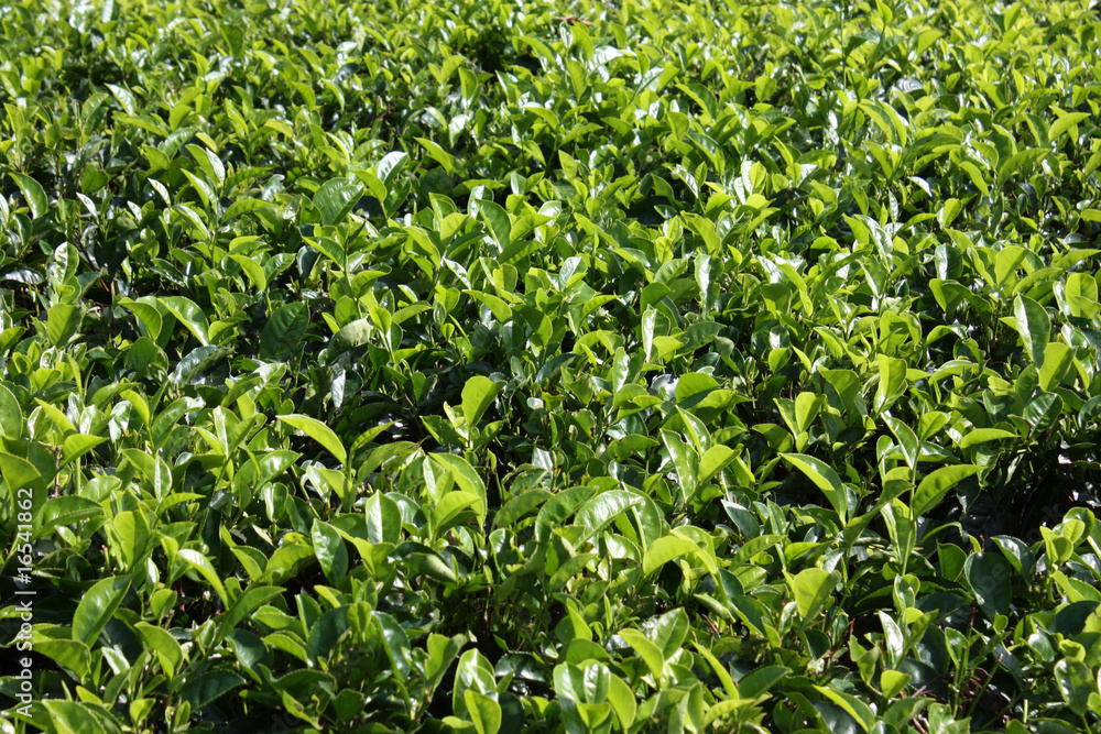 Plantation de thé Plantation de thé