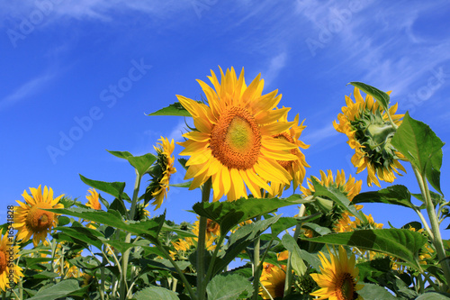Fototapeta Naklejka Na Ścianę i Meble -  Sonnenblume