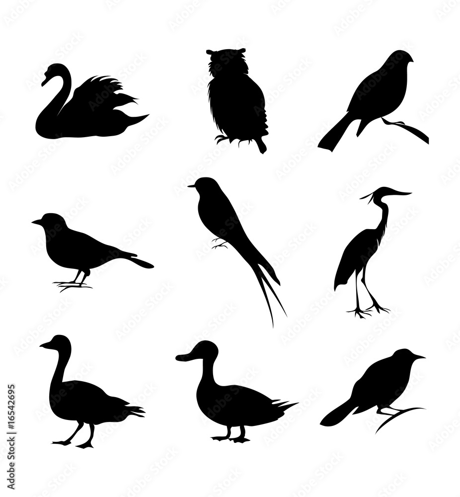 Fototapeta premium Bird