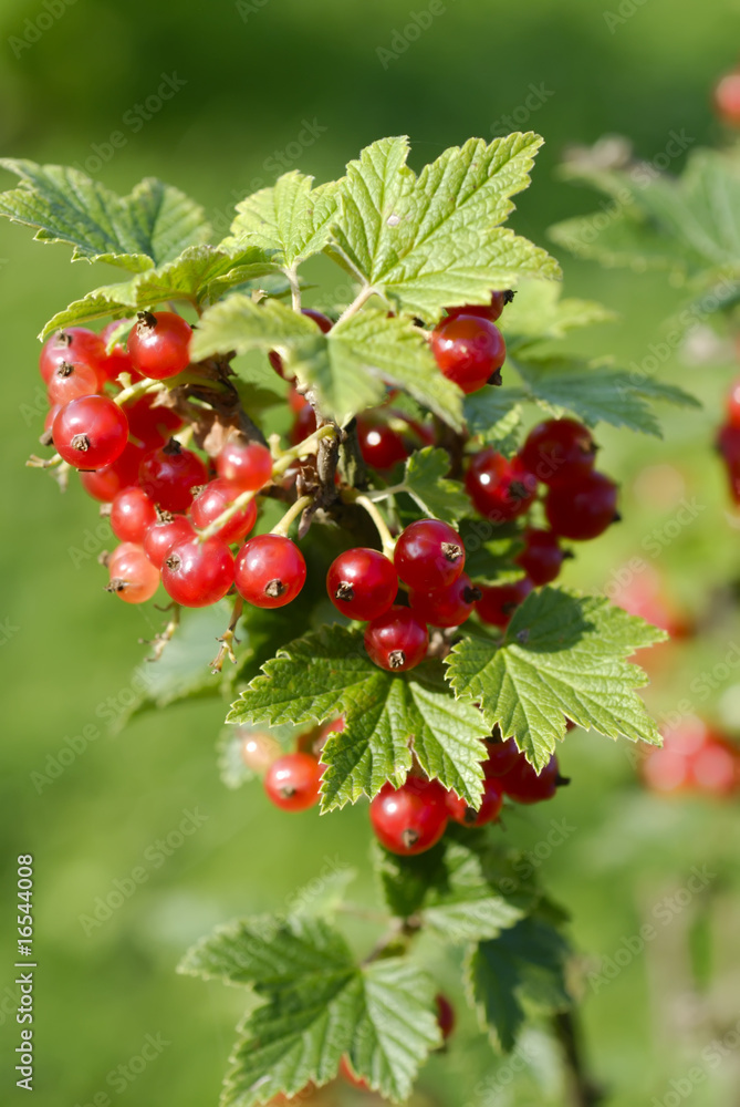 Red Currants Red Currants
