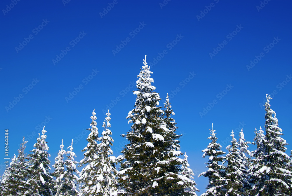 Fototapeta premium Winter fir wood