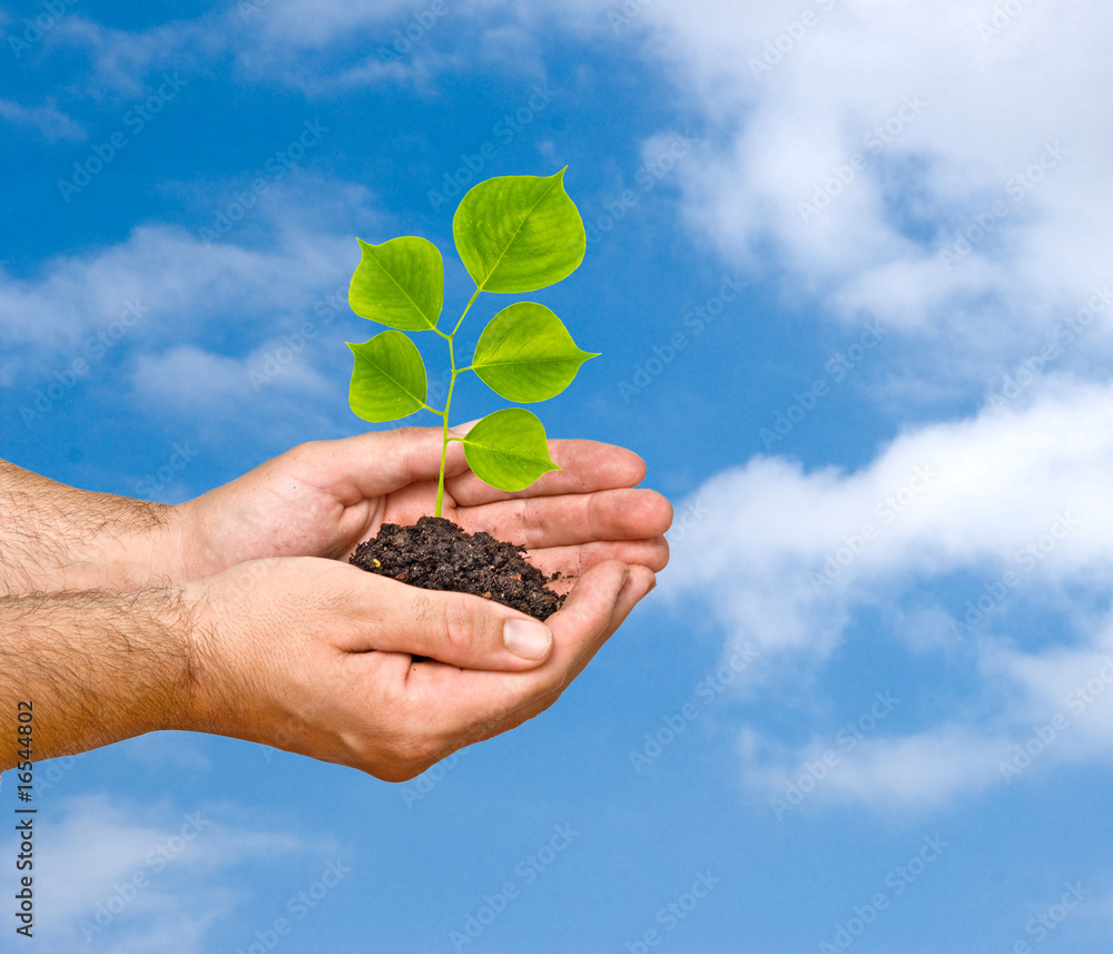 A sprout in palms as a symbol of nature protection