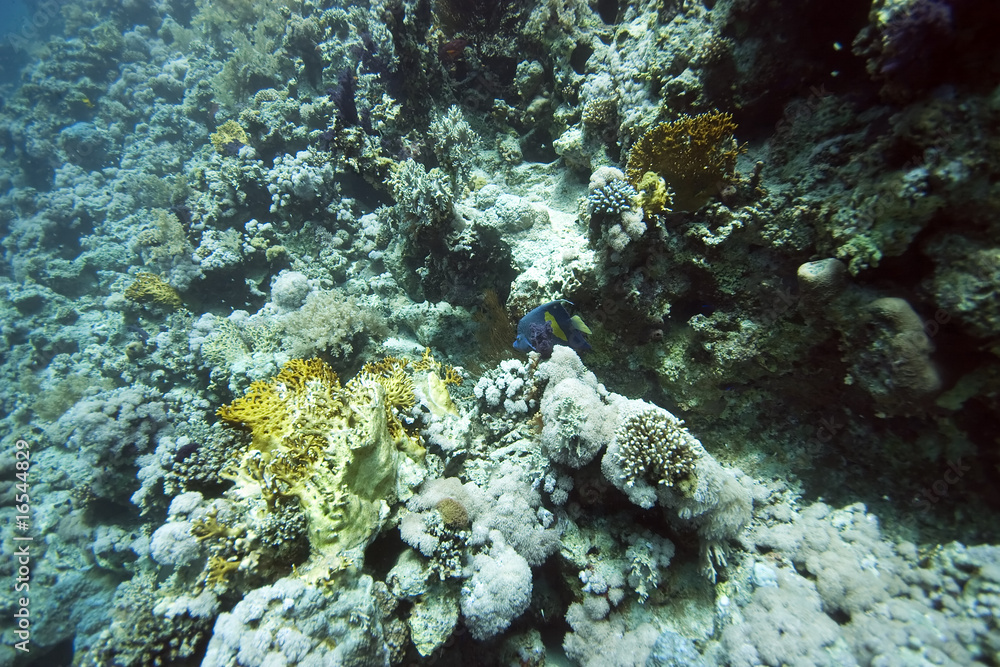 coral and fish coral and fish
