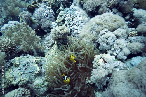 anemone and coral