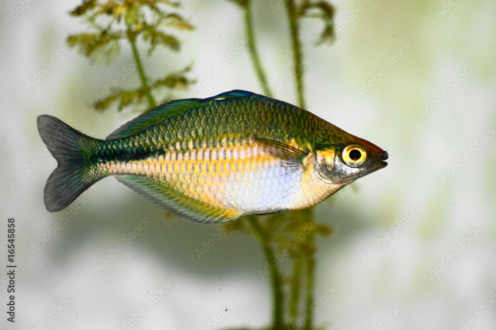 Fototapeta premium SONY DSC