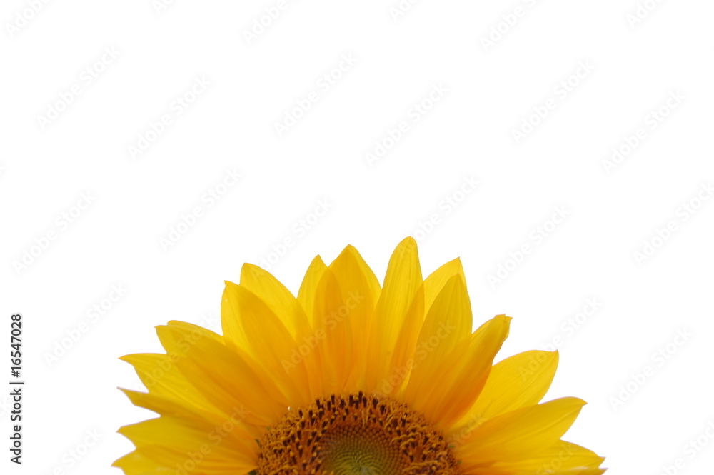 Obraz premium girasole