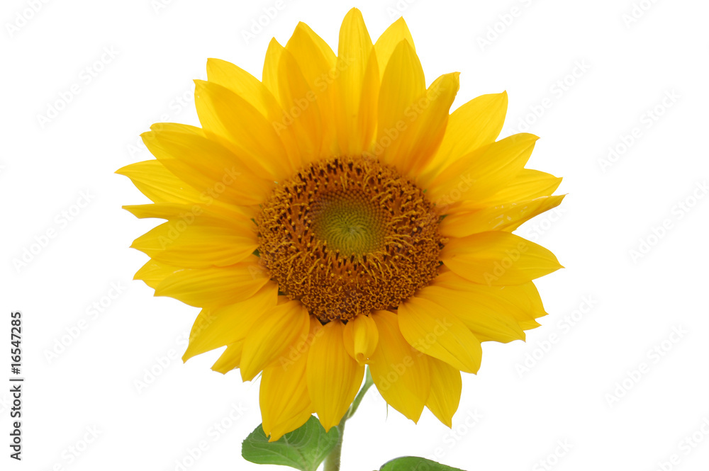 Obraz premium girasole-1