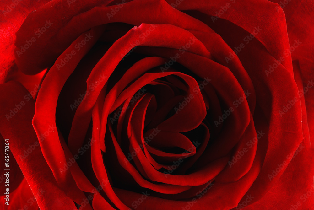 Naklejka premium Rose
