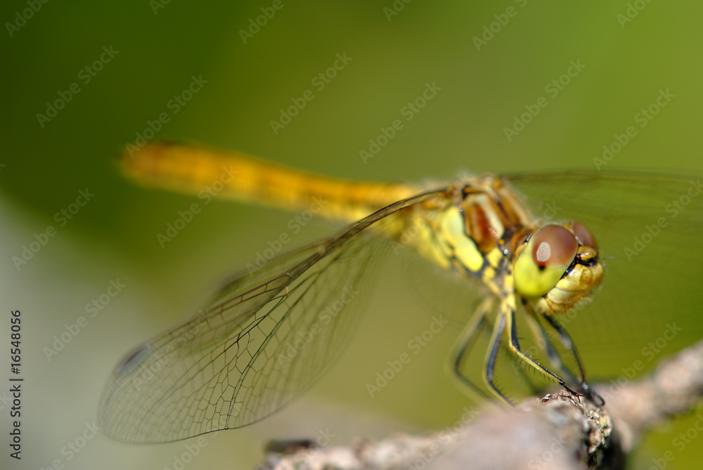 dragonfly macro shot in summer time dragonfly macro shot in summer time
