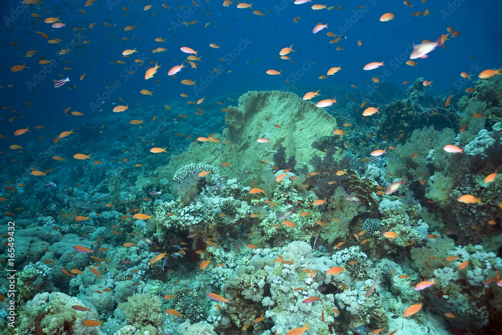 Obraz premium coral and fish