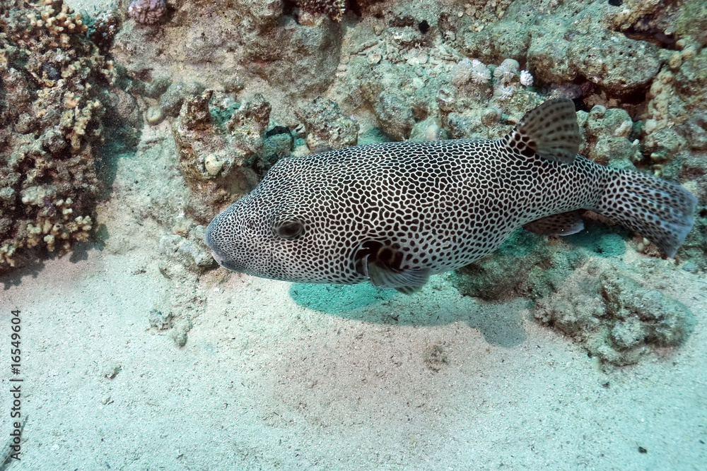pufferfish pufferfish