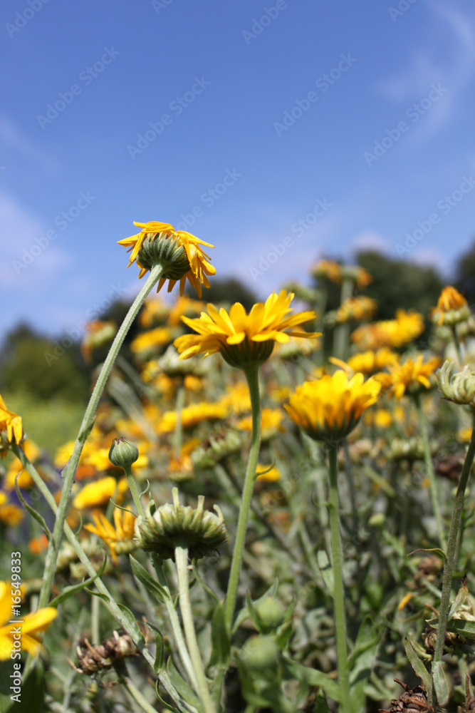 Obraz premium Ringelblumen