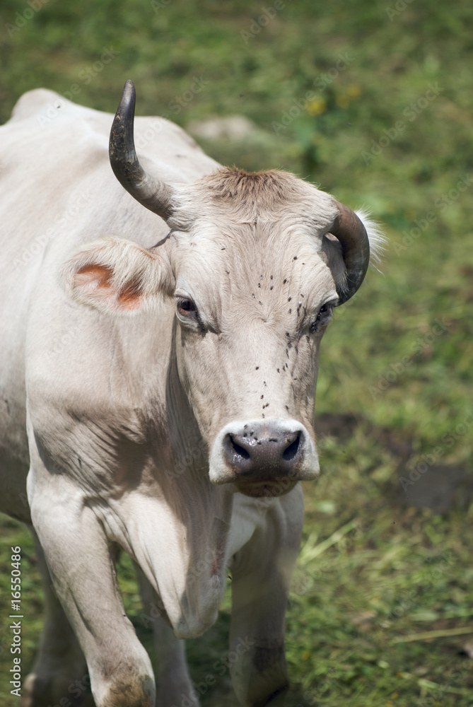 Mucca Mucca