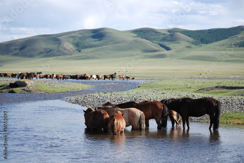 Troupeau de chevaux en pleine trempette photo