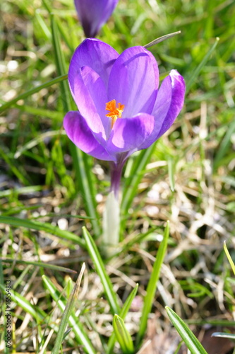 Krokus