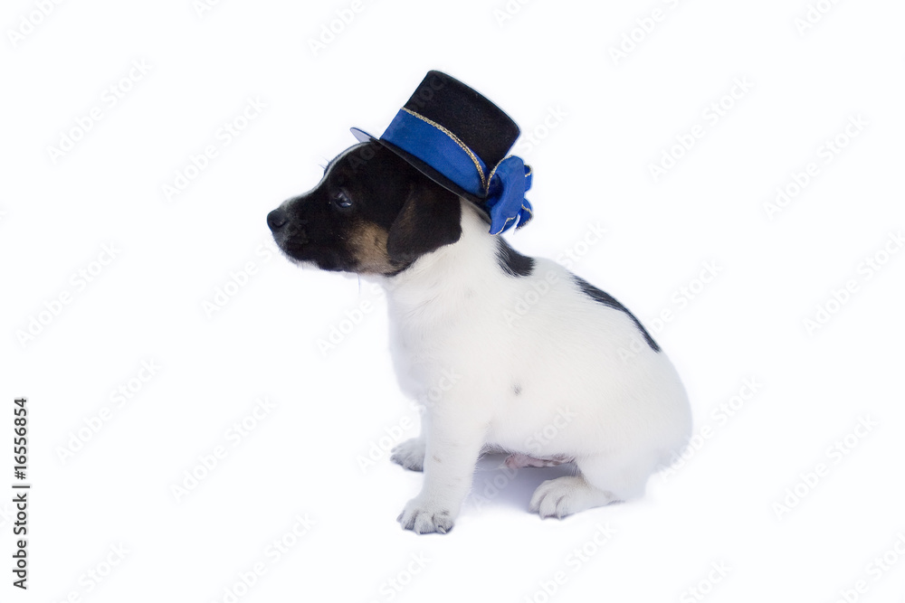 Fototapeta premium Rassehund mit Hut