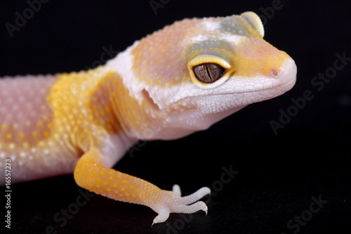 leopard gecko eublepharis macularius