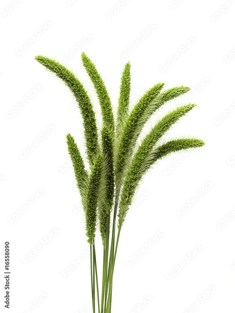 Grass On White Background Grass On White Background