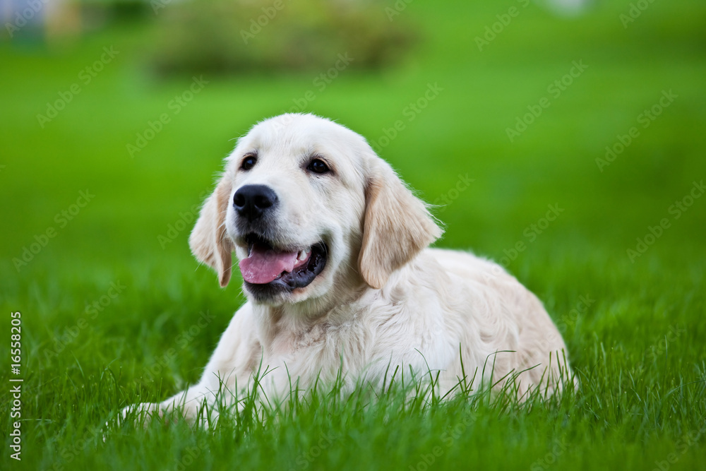 Golden retriever puppy on the green grass Golden retriever puppy on the green grass
