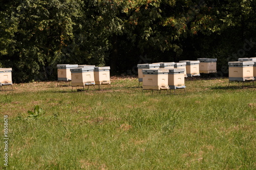 modern apiary