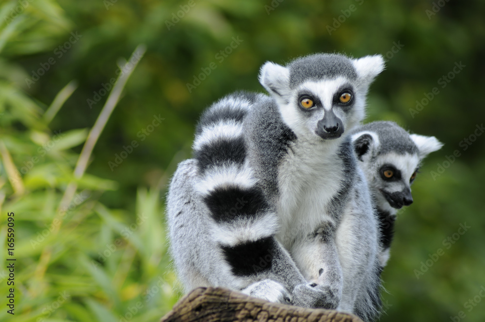 Obraz premium Two ring-tailed lemur