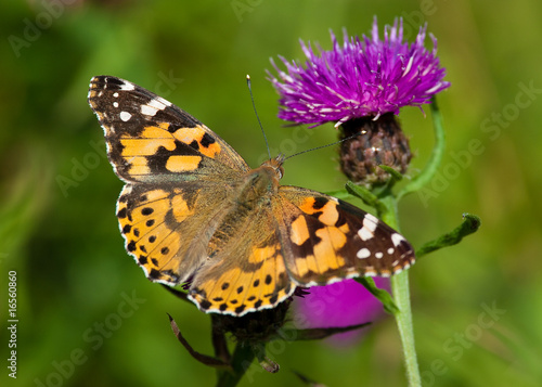 Painted Lady butterfly © S.R.Miller
