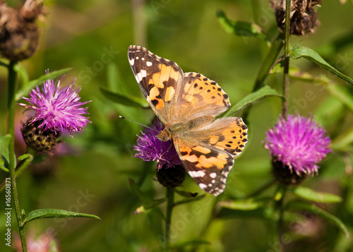 Butterfly - Painted Lady