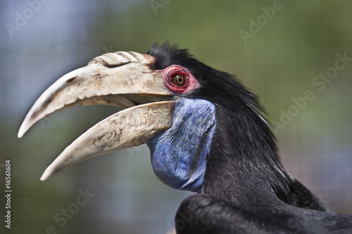 Hornbill