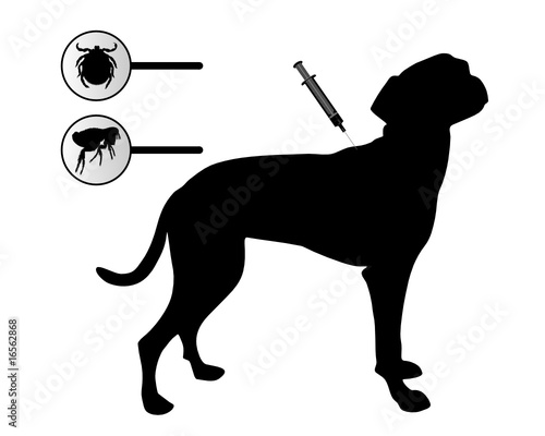 Hund bekommt Impfung gegen Flöhe und Zecken