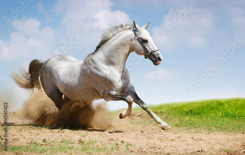 silver-white stallion on field