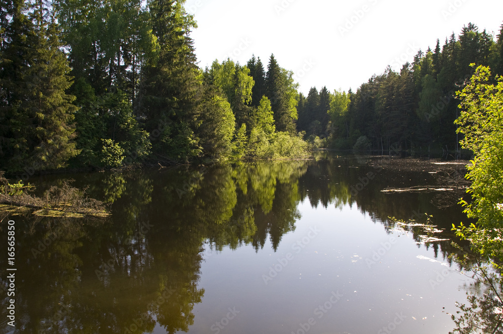 Fototapeta premium The lake in the forest