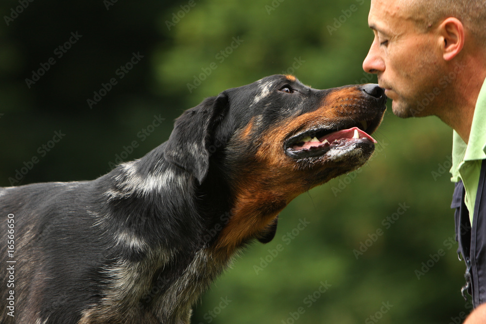 beauceron posant sa truffe sur la bouche de son maître