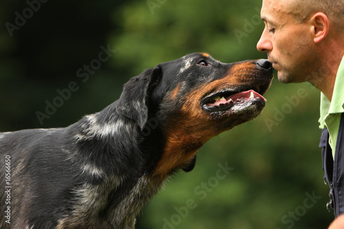 Obraz na płótnie beauceron posant sa truffe sur la bouche de son maître w salonie