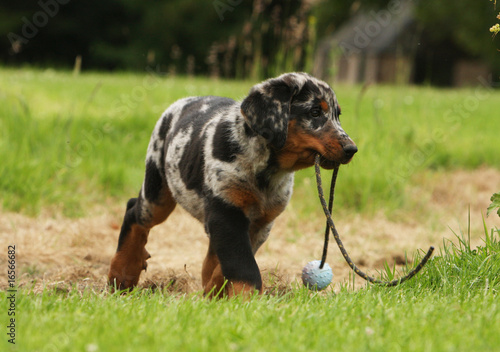 beauceron arlequin jouant avec un objet dans la gueule