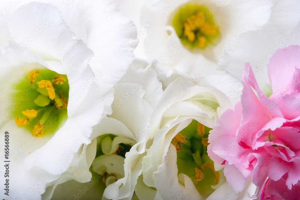 Fototapeta premium Flower