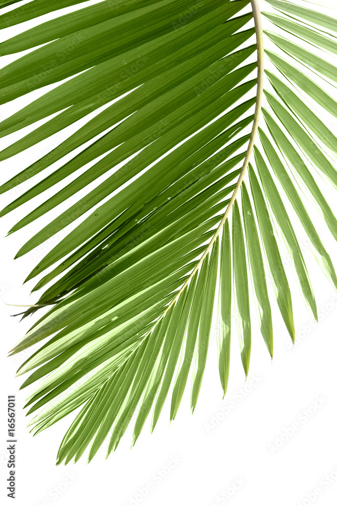 Fototapeta premium Leaves of palm tree