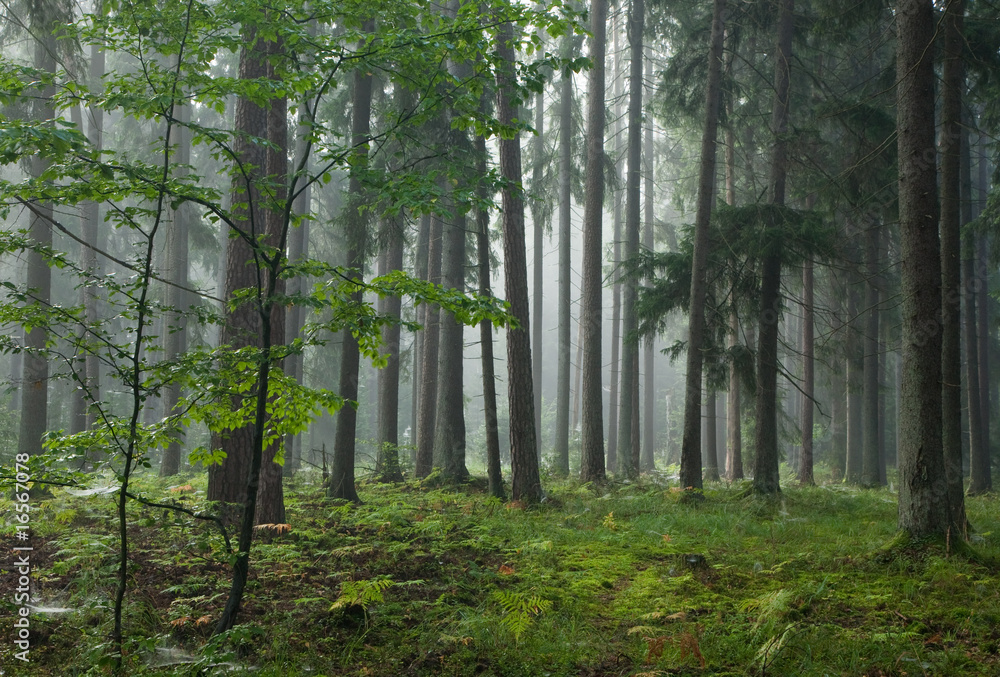 Obraz premium Misty late summer coniferous stand of Bialowieza Forest