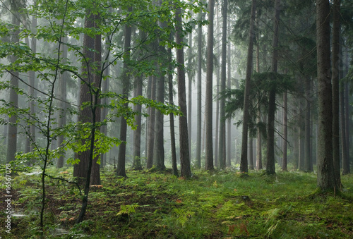 Misty late summer coniferous stand of Bialowieza Forest